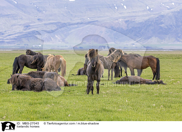 Icelandic horses / MBS-27045