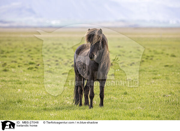Icelandic horse / MBS-27048