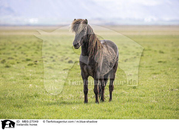 Icelandic horse / MBS-27049