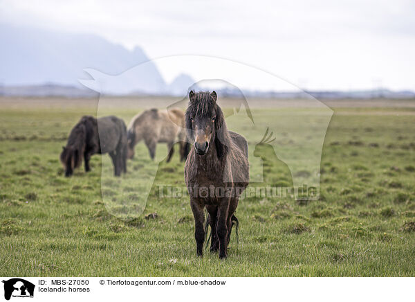 Icelandic horses / MBS-27050