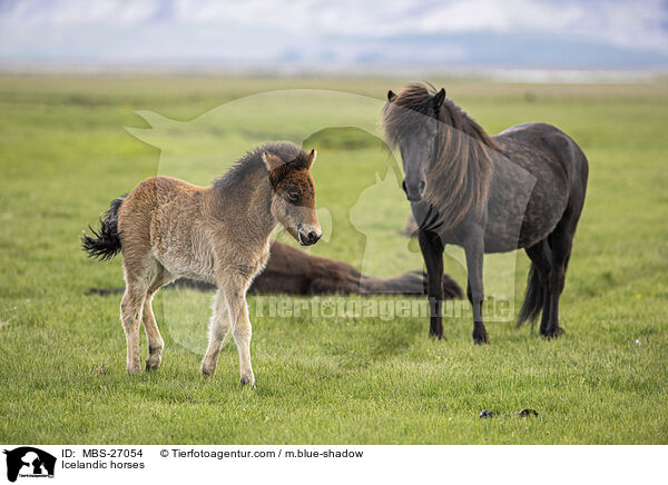 Icelandic horses / MBS-27054