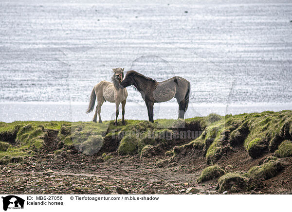 Icelandic horses / MBS-27056