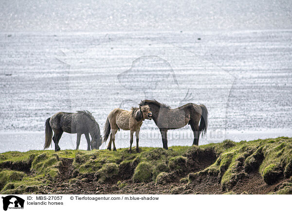 Icelandic horses / MBS-27057