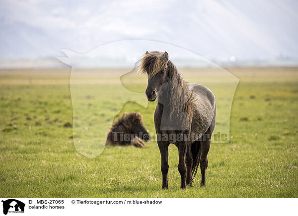 Icelandic horses / MBS-27065