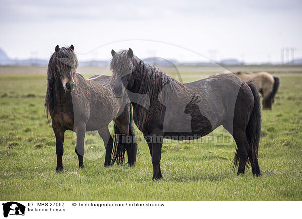 Icelandic horses / MBS-27067
