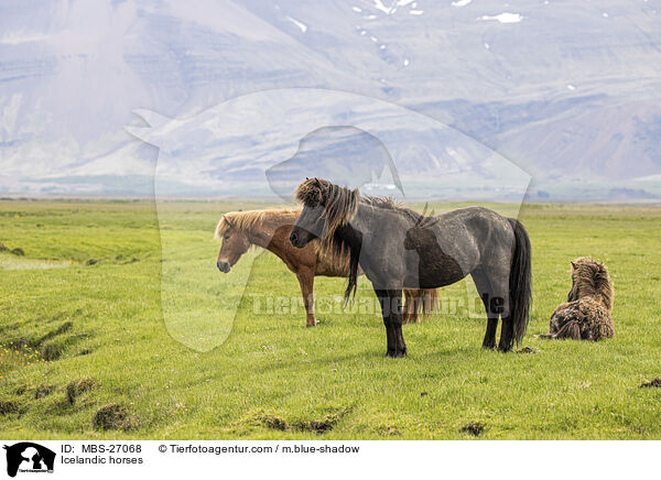 Icelandic horses / MBS-27068