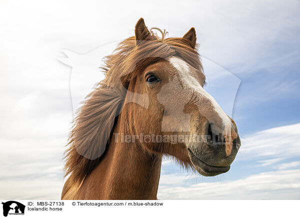 Icelandic horse / MBS-27138