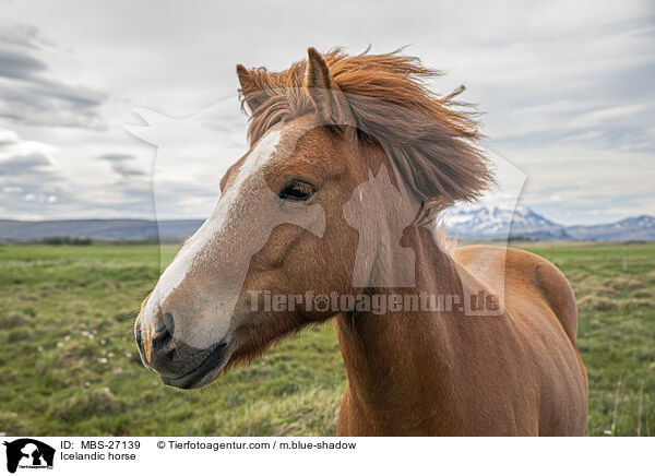 Icelandic horse / MBS-27139