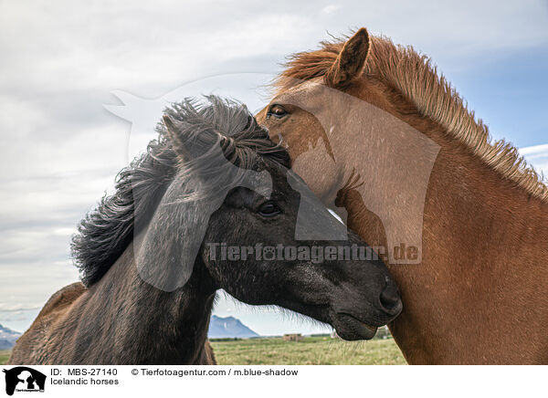 Icelandic horses / MBS-27140
