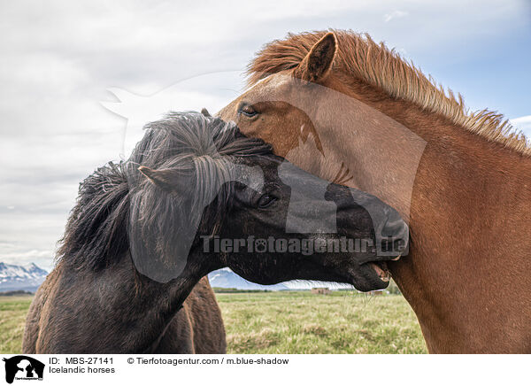 Icelandic horses / MBS-27141