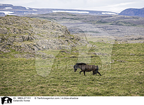 Icelandic horse / MBS-27151