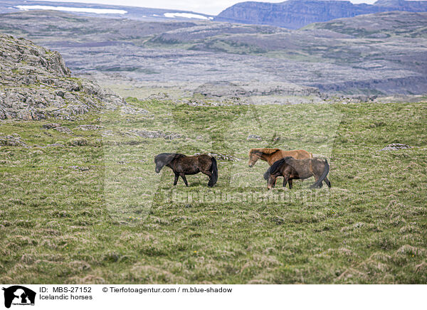 Icelandic horses / MBS-27152