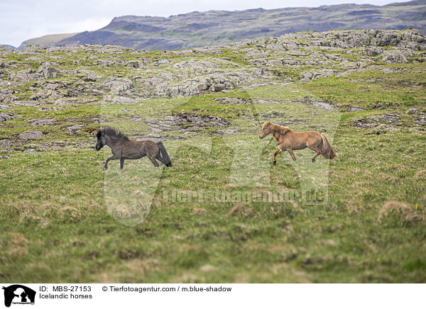 Icelandic horses / MBS-27153