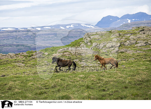 Icelandic horses / MBS-27154