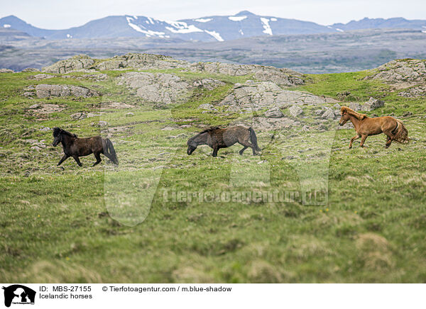 Icelandic horses / MBS-27155