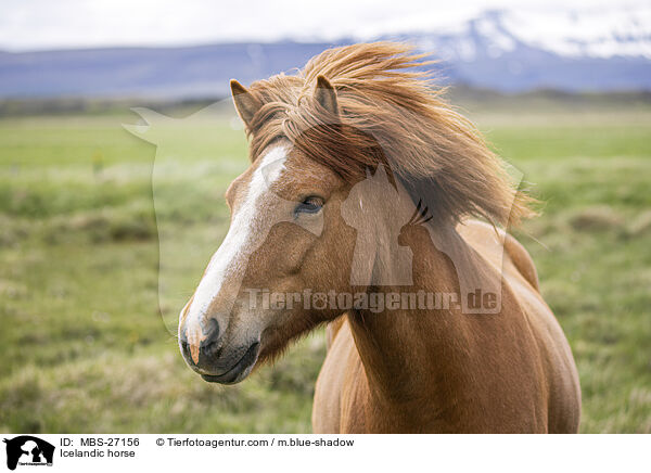 Icelandic horse / MBS-27156