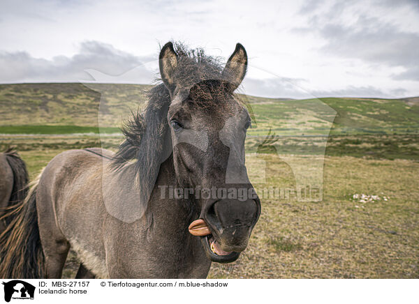 Icelandic horse / MBS-27157