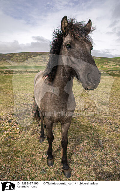 Icelandic horse / MBS-27160