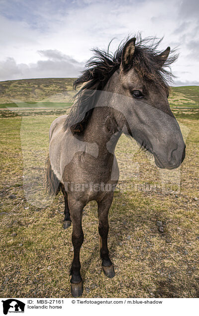 Icelandic horse / MBS-27161
