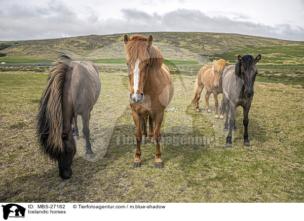 Icelandic horses / MBS-27162