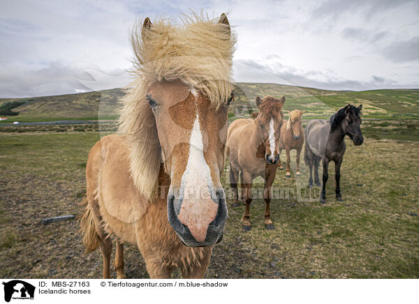 Icelandic horses / MBS-27163