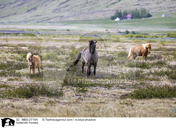 Icelandic horses / MBS-27164