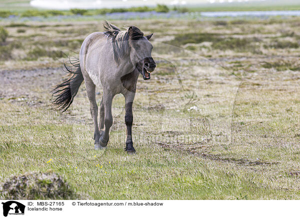 Icelandic horse / MBS-27165