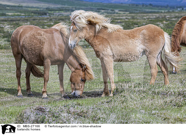 Icelandic horses / MBS-27166
