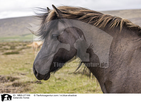 Icelandic horse / MBS-27168