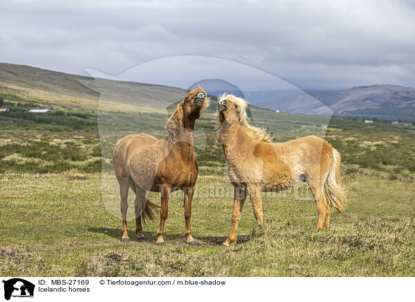 Icelandic horses / MBS-27169