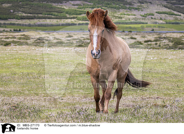 Icelandic horse / MBS-27170