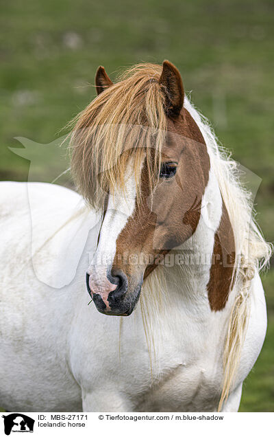 Icelandic horse / MBS-27171