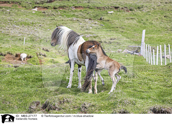 Icelandic horses / MBS-27177