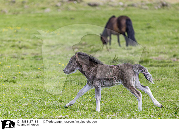 Icelandic horses / MBS-27183
