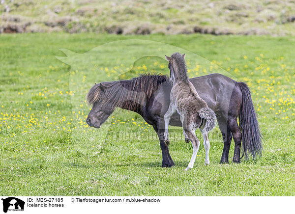 Icelandic horses / MBS-27185