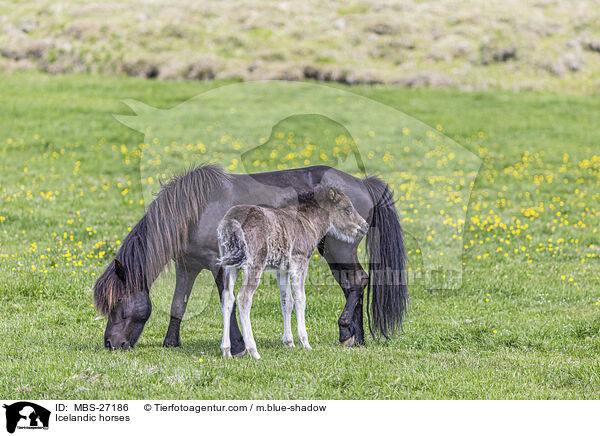 Icelandic horses / MBS-27186