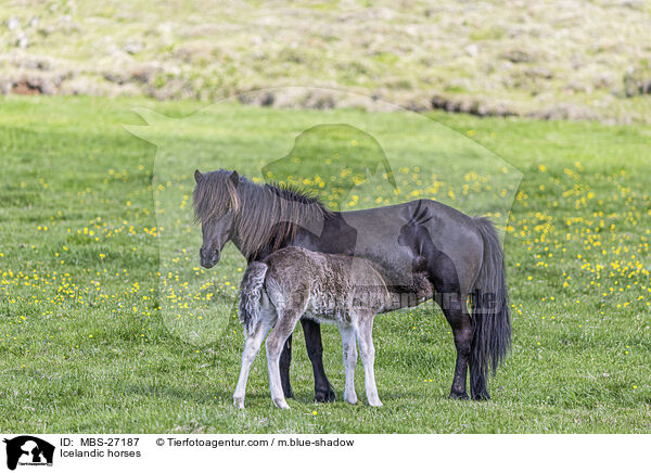 Icelandic horses / MBS-27187