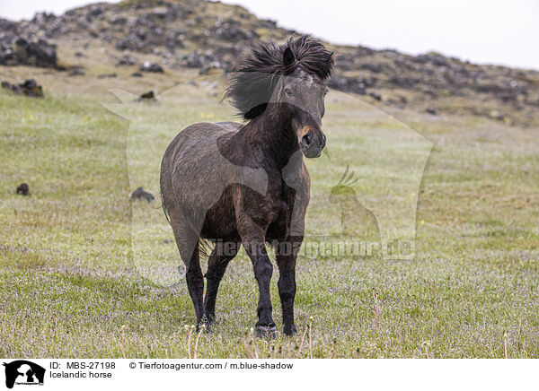 Icelandic horse / MBS-27198