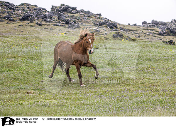 Icelandic horse / MBS-27199