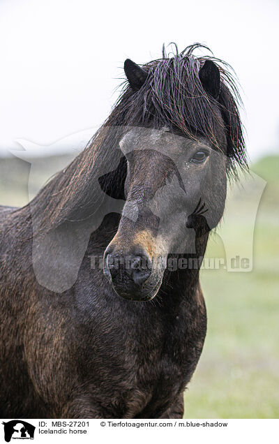 Icelandic horse / MBS-27201