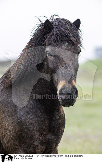 Icelandic horse / MBS-27202