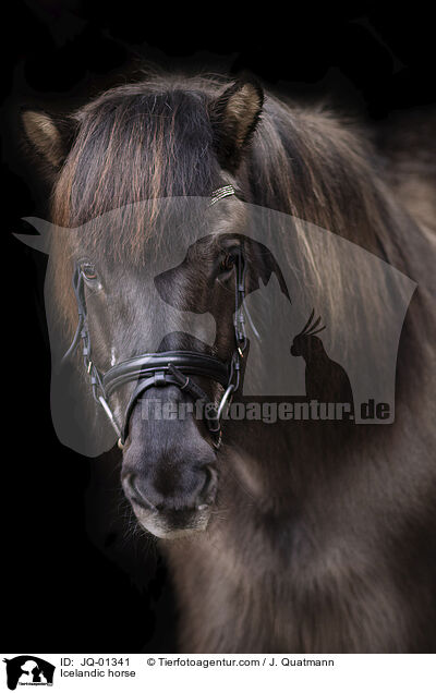 Icelandic horse / JQ-01341