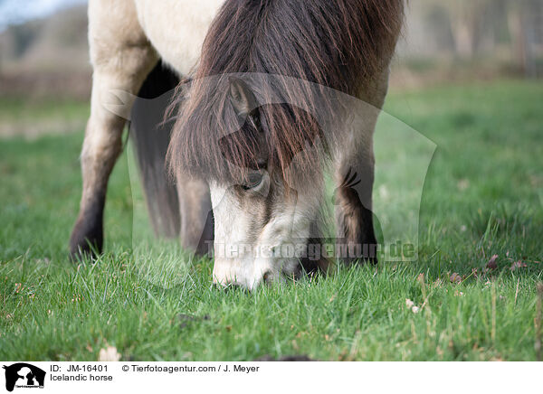 Icelandic horse / JM-16401