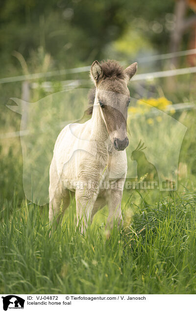 Icelandic horse foal / VJ-04872