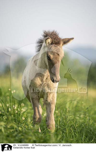 Icelandic horse foal / VJ-04889