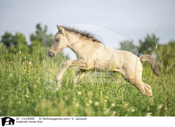 Icelandic horse foal / VJ-04895