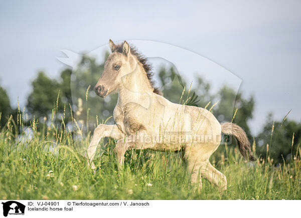 Icelandic horse foal / VJ-04901