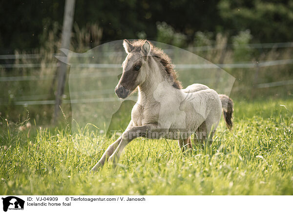 Icelandic horse foal / VJ-04909