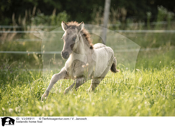 Icelandic horse foal / VJ-04911
