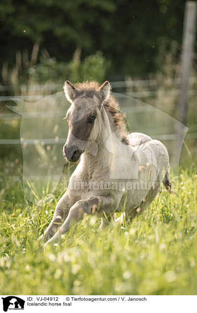 Icelandic horse foal / VJ-04912